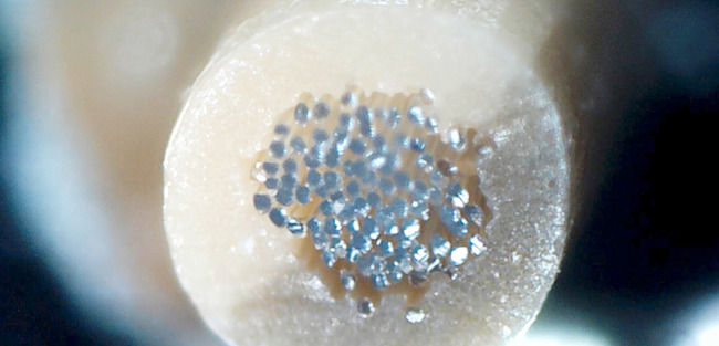 cross section of a coated yarn cross section of a coated yarn showing exact core yarn centricity